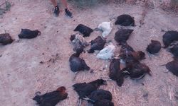 Aydın’da sokak köpekleri kümese girdi: 25 tavuk telef oldu