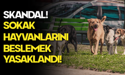 SKANDAL! Sokak Hayvanlarını Beslemek Yasaklandı!