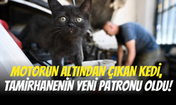 Tamir İçin Gelen Aracın Motorundan Kedi Çıktı: Usta Adını "Çırak" Koydu!