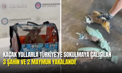 Türkiye’ye Kaçak Getirilen 3 Şahin ve 2 Maymun Ele Geçirildi