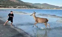 Nesli Tehlikede Kızıl Geyik Salda Gölü Halk Plajında Görüntülendi