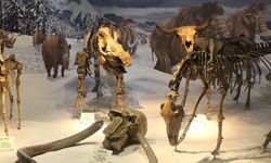 Norveç’te 75 bin yıllık hayvan kalıntıları bulundu