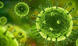 Ankara ve Bolu'da görüldü: Deli Dana Hastalığı nedir?