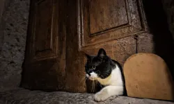 Topkapı Sarayı’nda Tarihi Kedi Kapıları Yeniden Açıldı