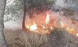 Adana’da 100 Zeytin Ağacı Yandı: Yangını Bir Çocuğun Çıkardığı İddia Edildi