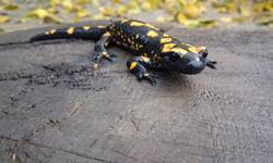 Adana'da nesli tükenme tehlikesi altındaki sarı benekli semender görüldü