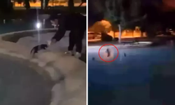 Antalya’da sokak kedisini defalarca süs havuzuna attılar!