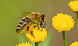 Arılar olmasa dünya nasıl bir yer olurdu?