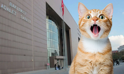 Bakırköy Adliyesi’ndeki Kediler Toplatılıyor: Hayvan Hakları Savunucularından Tepki