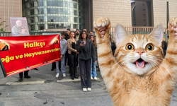 Bakırköy Adliyesi’ndeki Kedilerin Toplatılması Kararı Geri Çekildi: Kedi Evleri Yapılacak