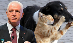 İstanbul Valiliği'nin hayvanlarıyla ilgili kararına hukukçudan tepki: “Besleme yasağı kanunsuz, geçersiz”