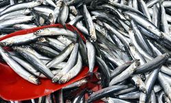 Karadeniz'de Hamsi Bolluğu: Kilosu 75 Liradan Satılıyor
