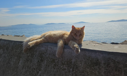 Kedilere neden kemikli et verilmemeli?