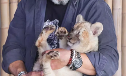 Tuzla’da Kaçak Aslan Yavrusu Ele Geçirildi!