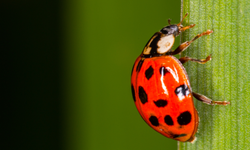 Uğur böcekleri hakkında 8 ilginç gerçek