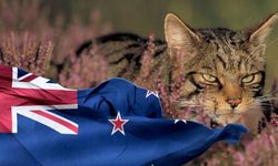 Dünya bu kararı konuşuyor! O ülkede resmen "kedi katliamı" başlıyor: Hedef tam 2,5 milyon can