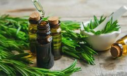 Sosyal medyanın popüler bitkisi mercek altında: Biberiye!