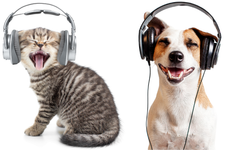 Bilimsel araştırmalar kanıtladı: Klasik müzik köpekleri ve kedileri sakinleştiriyor