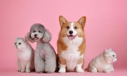 Bilim yanıtladı: Kediler ve köpekler bizi anlıyor mu?