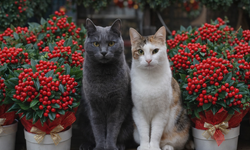 Evinde kedi köpek besleyenler dikkat! Kokina evcil hayvanlar için zehirli