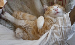 Fransa’da komşusunu rahatsız eden kediye mahkemeden ev hapsi