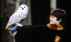 Harry Potter’ın baykuşu "Hedwig"in nesli İsveç’te tükendi!
