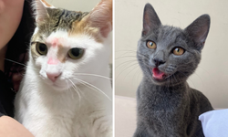 İnsan ve kediler yüzde 90 DNA paylaşıyor