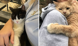 İnsanlar kedileri neden bu kadar çok seviyor?