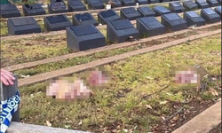 Sydney’de skandal: Müslüman mezarlığına domuz kafası