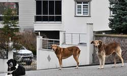 İstanbul Barosu'ndan Valiliğin köpek besleme yasağına dava