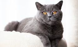 Kedilerin gece daha aktif olmasının bilimsel gerçeği