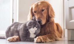 Bilimsel verilere göre kediler ve köpekler arasındaki zeka farkı