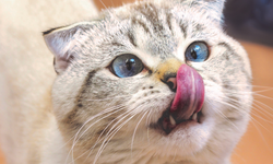 Kediler nasıl evcilleşti? Kedilerin dünyayı ele geçirme hikâyesi