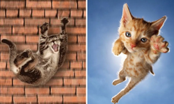 Kediler neden dört ayak üstüne düşer?