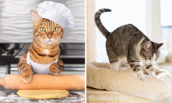 Kediler neden patilerini hamur yoğurur gibi yapar?