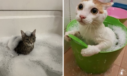 Kediler neden suyu sevmez?