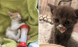 Kediler süt içebilir mi?