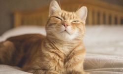 Kedilere “Seni seviyorum” demenin bilimsel yolu