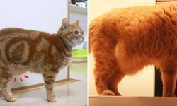 Kedilerin neden göbeği sarkar? Obezite değil!