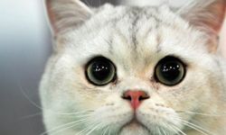 Kedinizin gerçekten zeki olup olmadığını gösteren bilimsel işaretler