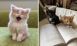 Kediniz sizi "evet" ya da "hayır" demeniz için mi eğitiyor?