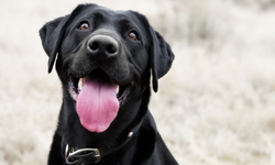 Köpekler 11 bin yıl önce nasıl evcilleştirildi?