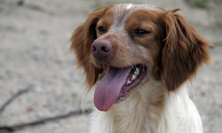 Köpeklerin dili neden hep dışarıda? Uzmanlar anlatıyor