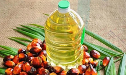 Sağlık uyarısı: Palm yağı böbrek ve kanser riskini artırıyor