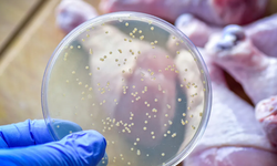 Salmonella nedir ve nasıl bulaşır? Mutfağınızdaki Salmonella tehdidi!