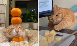 Sarman kediler neden daha yaramaz? Bilimsel cevap