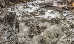 Taş Devri'nden kalma 5 bin yıllık köpek mezarı bulundu