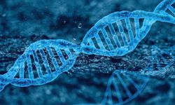 Y kromozomu bitiyor mu? Bilim dünyası ikiye bölündü