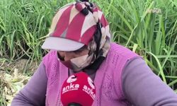 Osmaniye'de yaşlılar geçinemediği için tarım işçiliği yapıyor