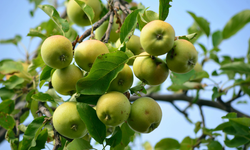 Yeşil elmanın kilo verdirdiği doğru mu? Yeşil elmanın faydaları!
